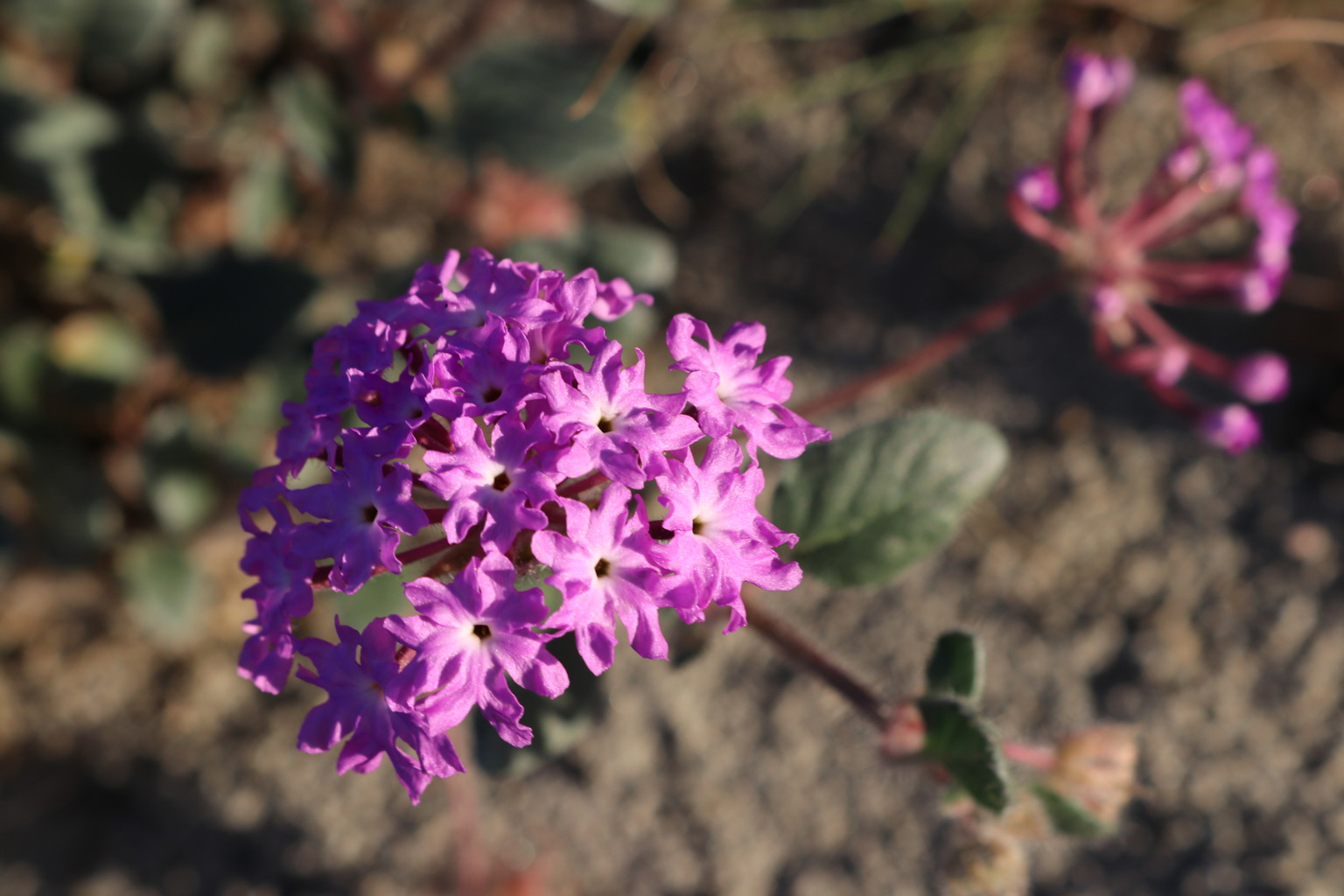 A close-up of a Sand Verbena flower cluster.