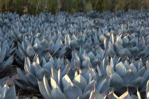 A grouping of Artichoke Agave.