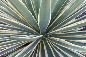 A close-up of the leaves of the Caribbean Agave.