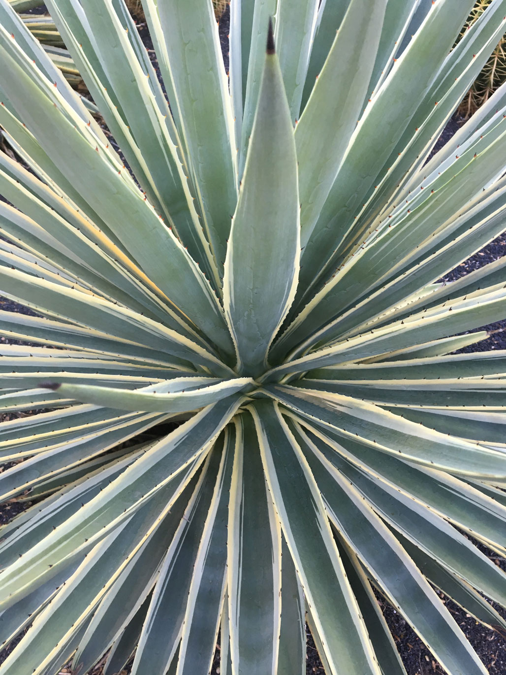 A close-up of the leaves of the Caribbean Agave.