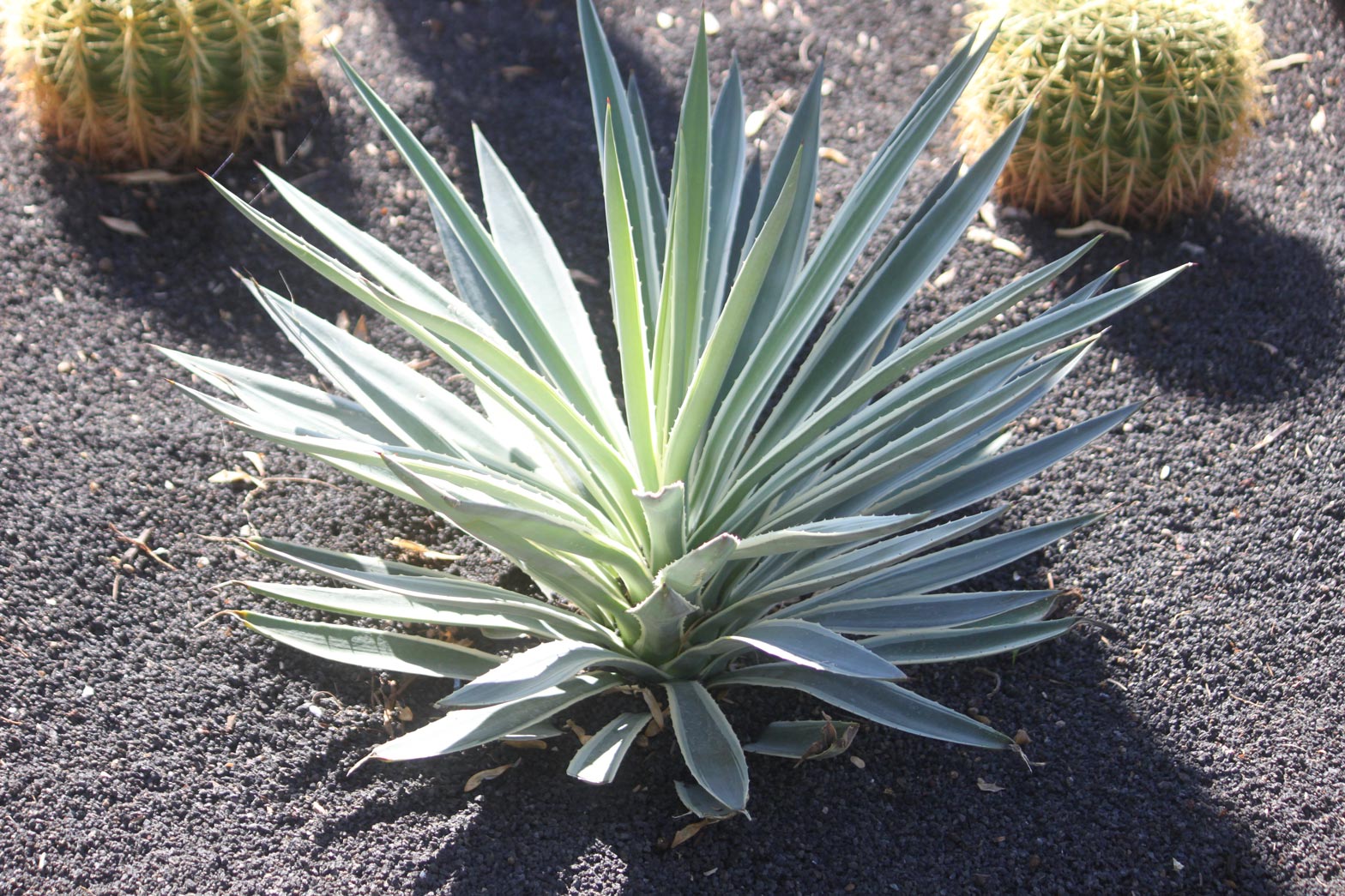 A small Caribbean Agave in the specimen bed.