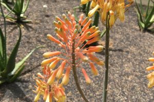 The coral flowers of Nubian Aloe.