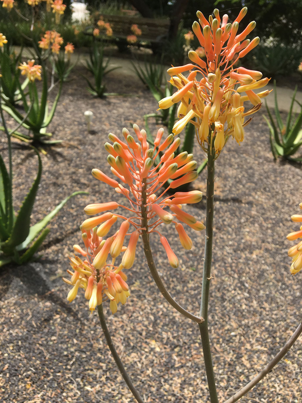 The coral flowers of Nubian Aloe.