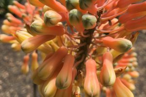 A close-up of Nubian Aloe flowers.