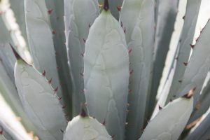 A close-up of the leaves and spines of the Black-spined Agave.