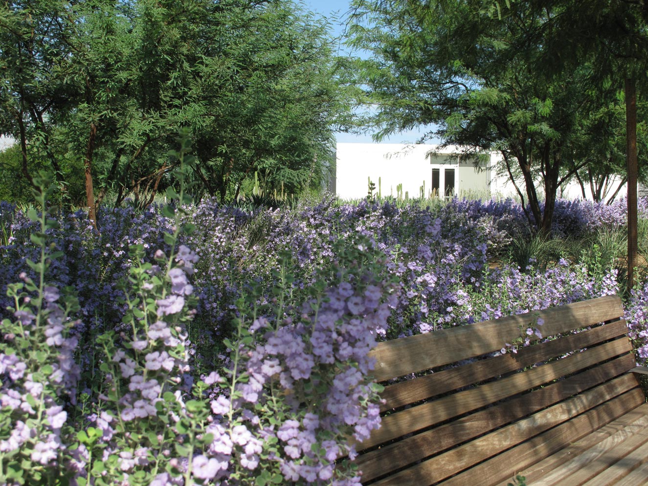 Blooming leucophyllum surround a bench at Sunnylands Center & Gardens. The White Center building is visible in the background.