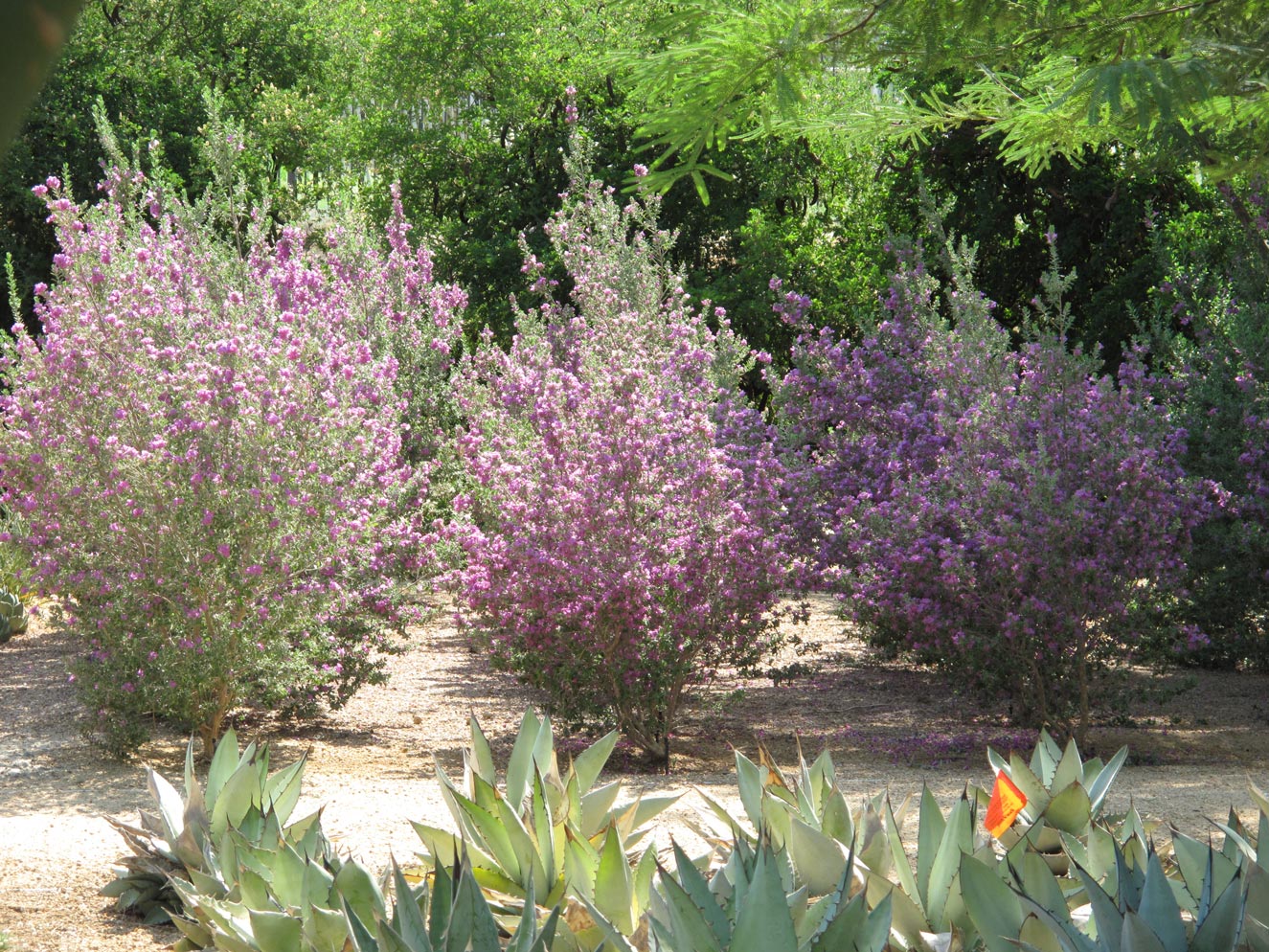 Smaller leucophyllum shrubs bloom with small agave in the foreground.