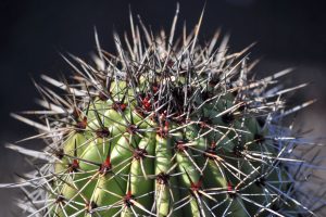 A close-up of the gray spines on top of an Organ Pipe cactus.
