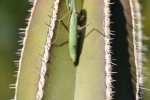 A praying mantis perches on the top of a Fencepost cactus.