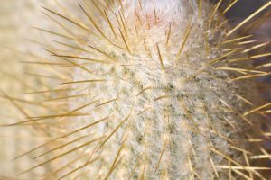 A close-up of the top of an Old Lady Cactus. The gold spines stick out from under a white fuzzy-like cap.