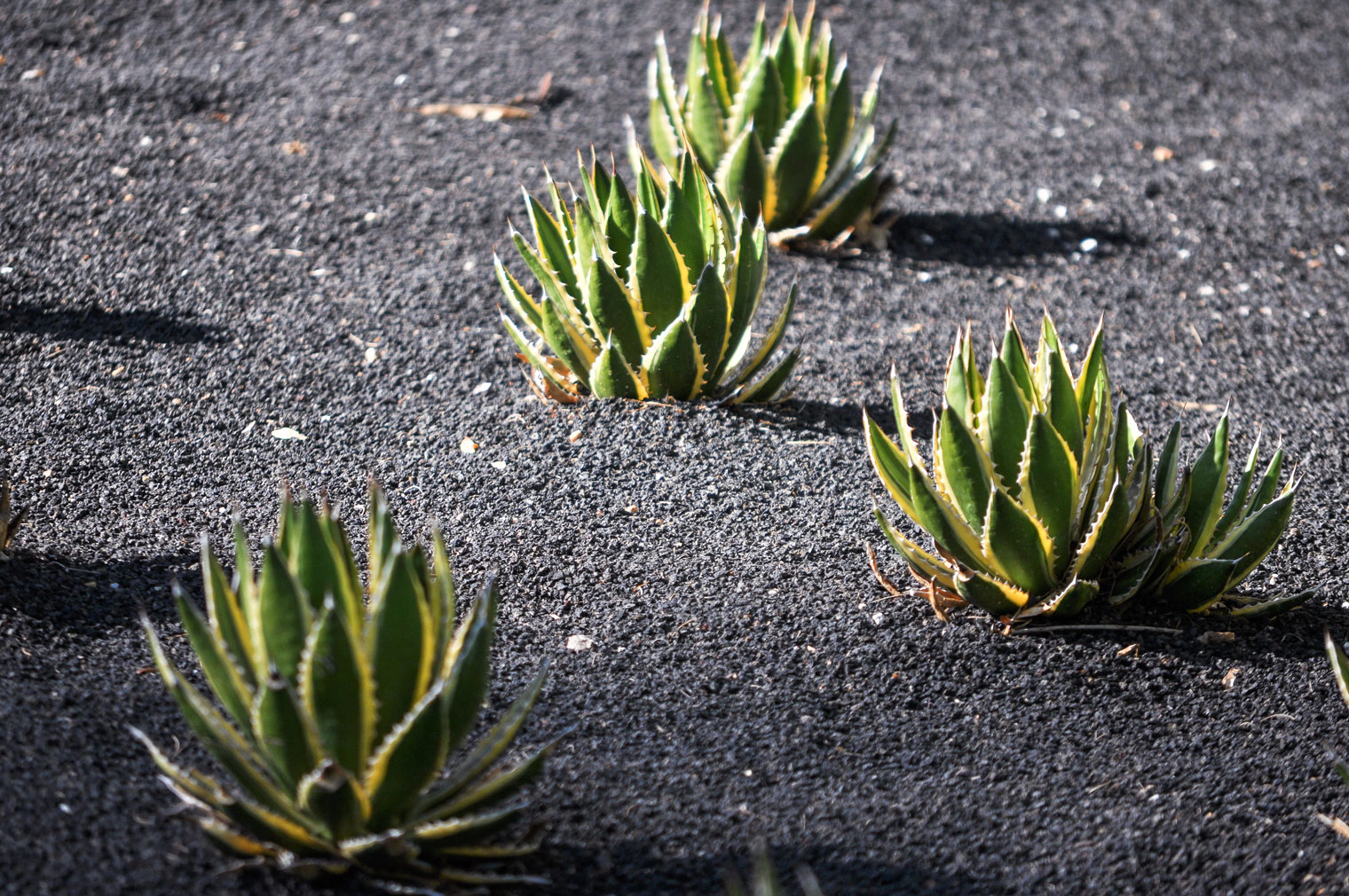 Multiple Thorn-crested Agaves in the specimen beds at Sunnylands Center and Gardens.