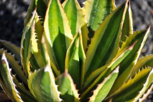 A close-up of the quadricolor leaves of the Thorn-crested Agave.