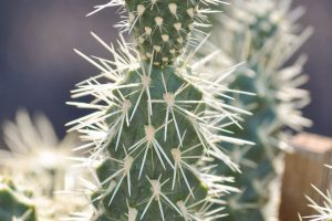 A close-up of the spines of the Teddy Bear Cholla.