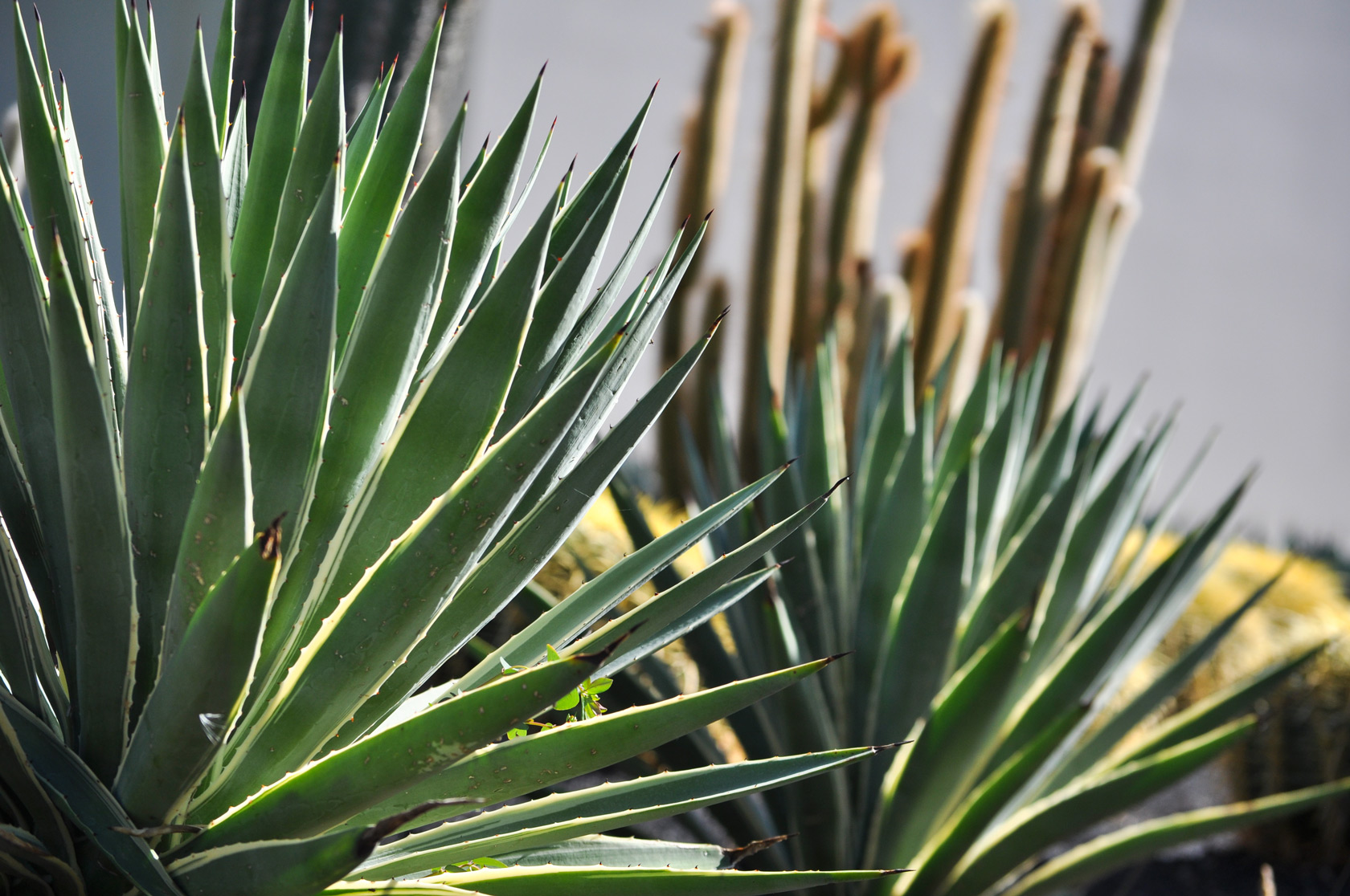 Two Caribbean Agave specimens.