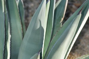 A close-up of the leaves and spines of the Sharkskin Agave.