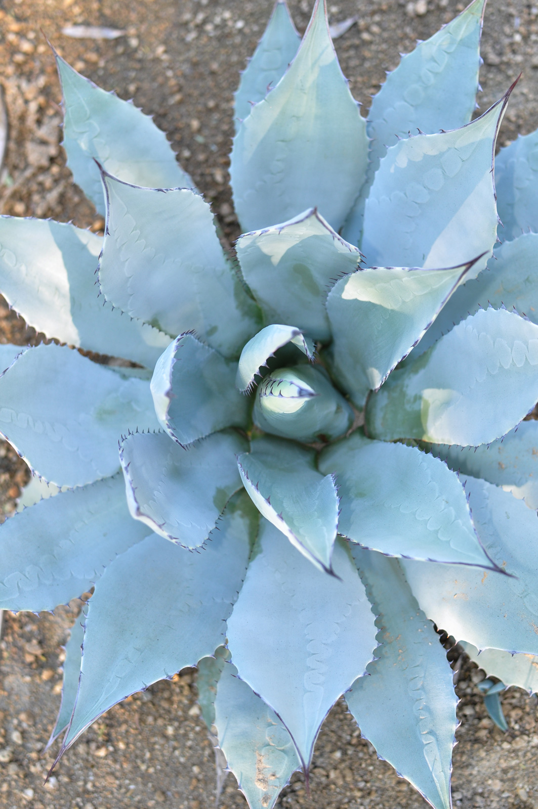 A top-down perspective of Parry's Agave.