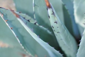 A close-up of the leaves and teeth of the Parry's Agave.