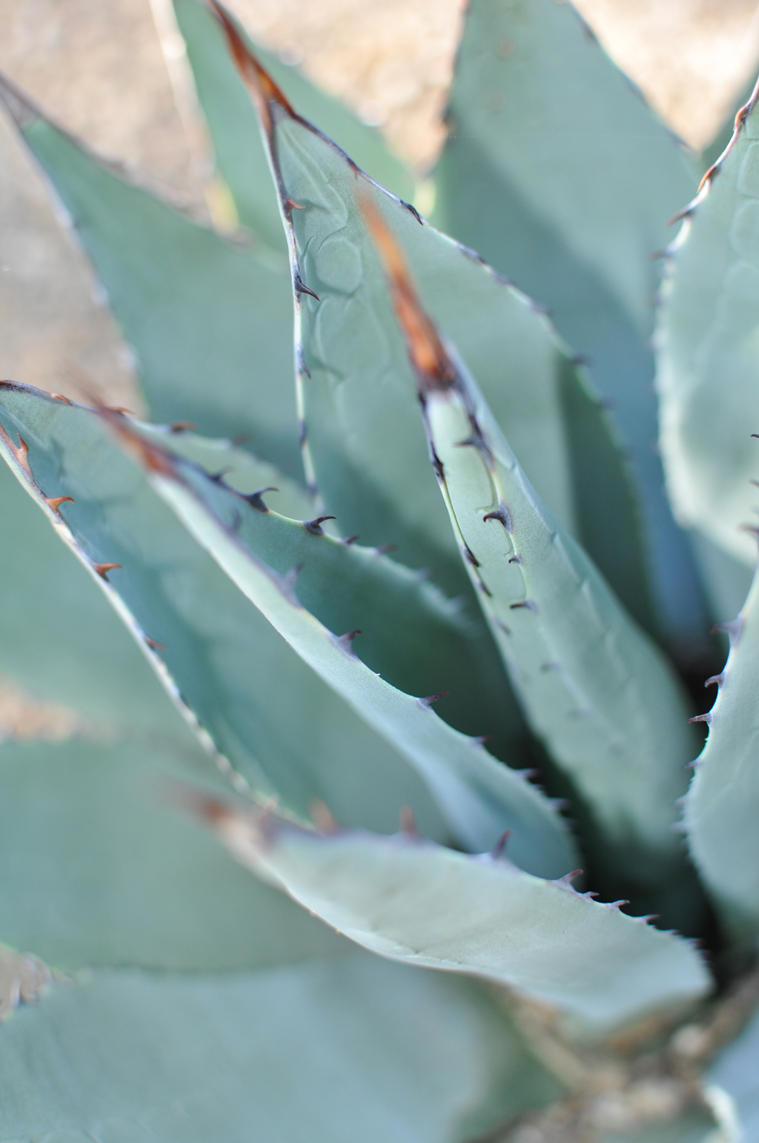 A close-up of the leaves and teeth of the Parry's Agave.
