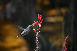 A hummingbird feeds on a Blue Elf Aloe flower.
