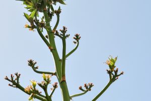 The top half of a Smooth Agave stalk against a blue sky.