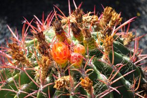 The top of the Fire Barrel cactus with red spines and three emerging pink-orange-yellow flower buds on top.