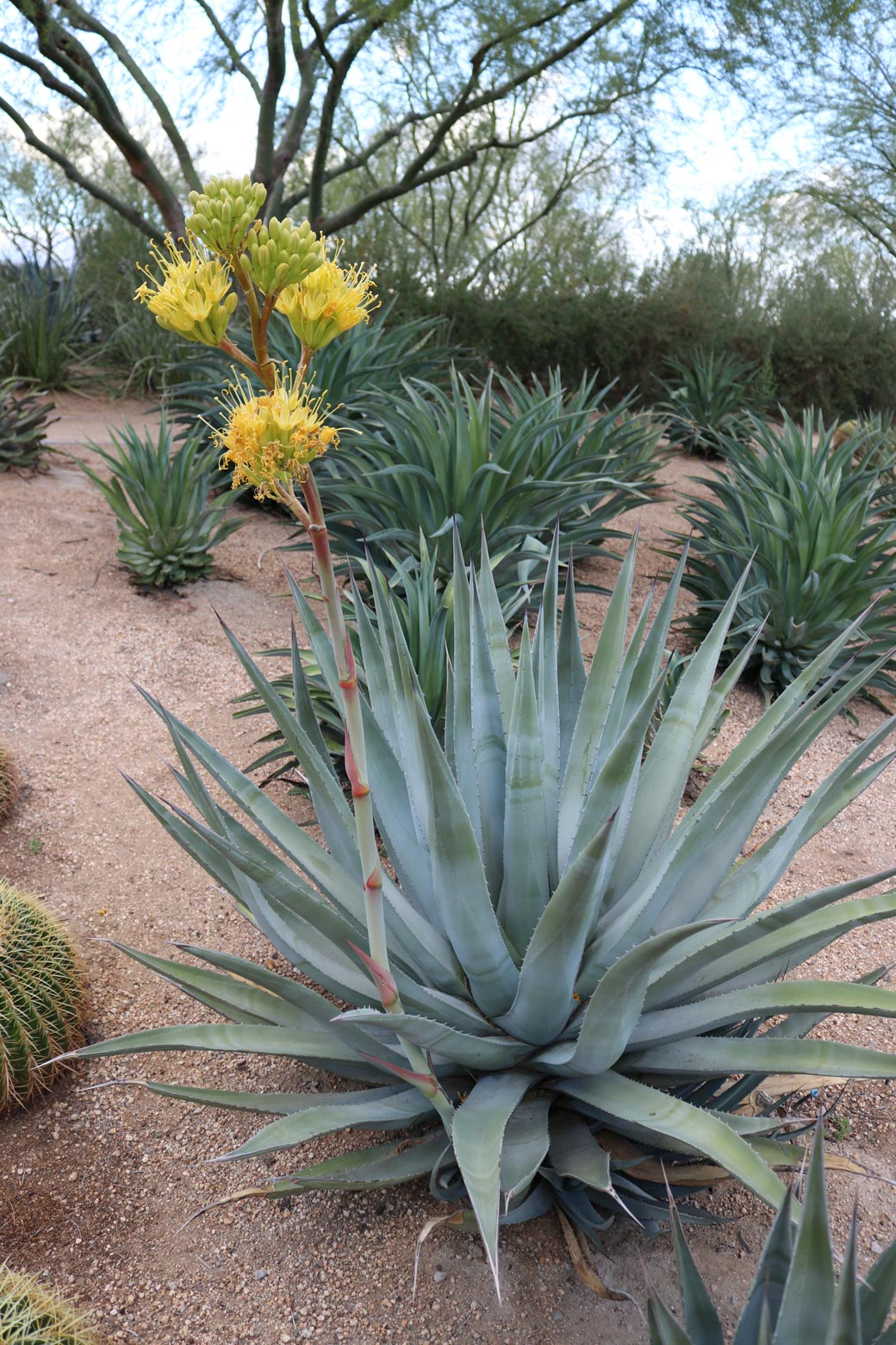 A Desert Agave plant blooms.