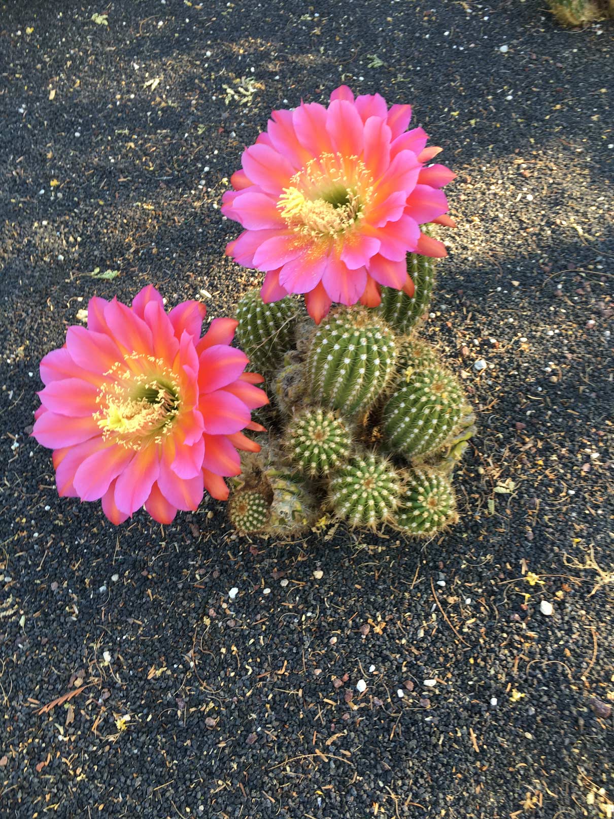 A small Torch Cactus shows off two bright pink blooms.