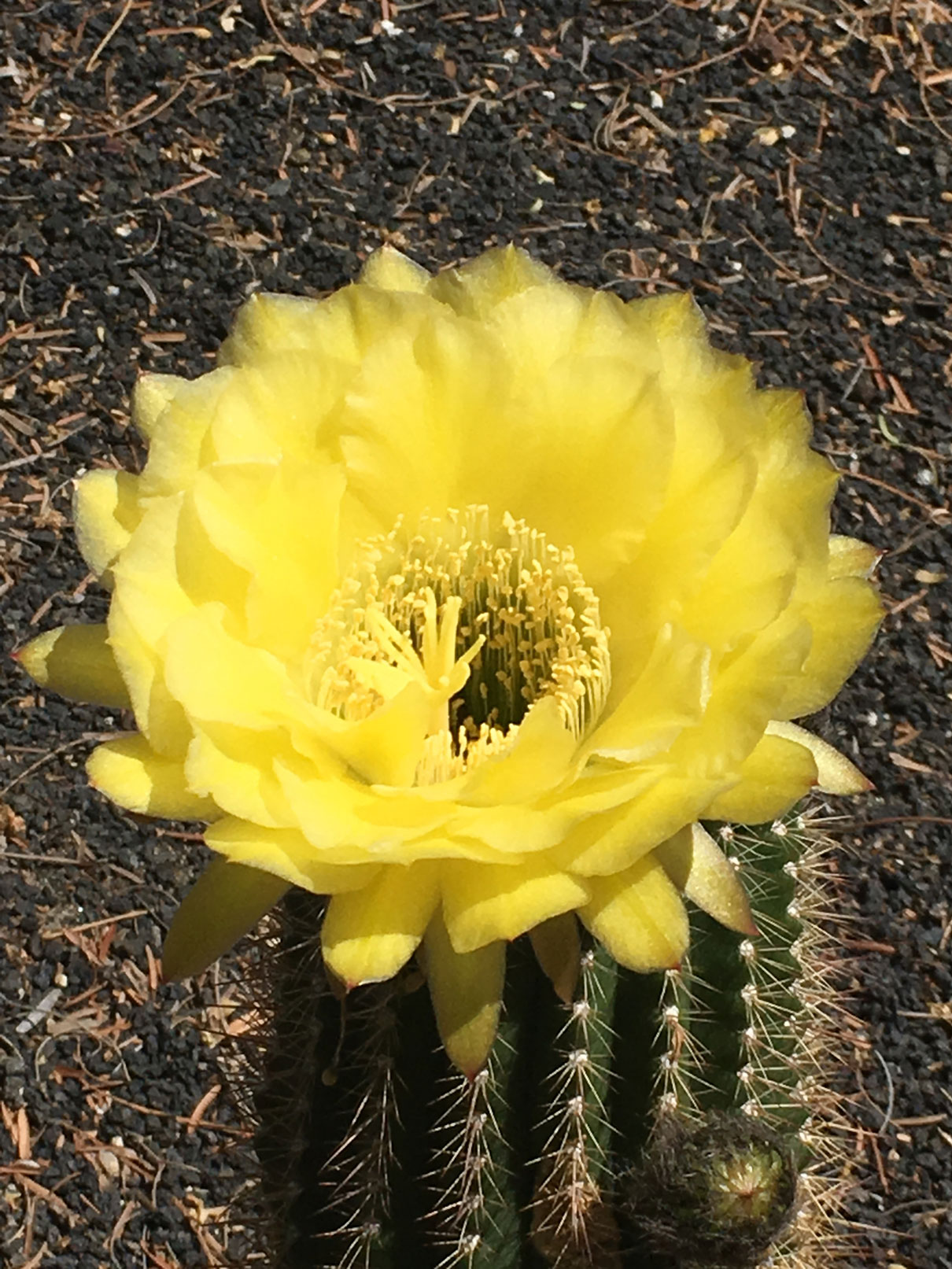 A bright yellow Torch Cactus bloom.