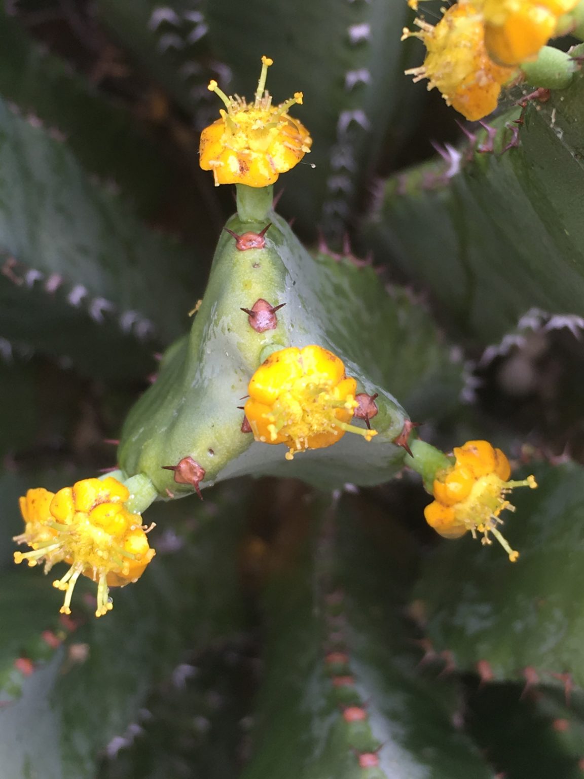 Moroccan Mound - Sunnylands Art Garden