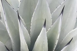 A close-up of the center leaves and spines of a Parry's Agave.