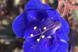 A close-up of the bright blue Desert Canterbury Bell flower.