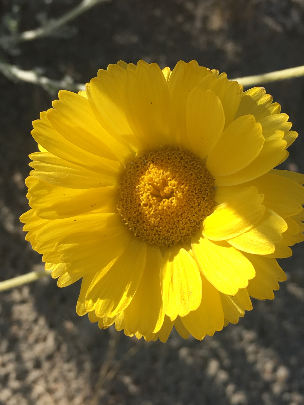 A close-up of a Desert Marigold flower.