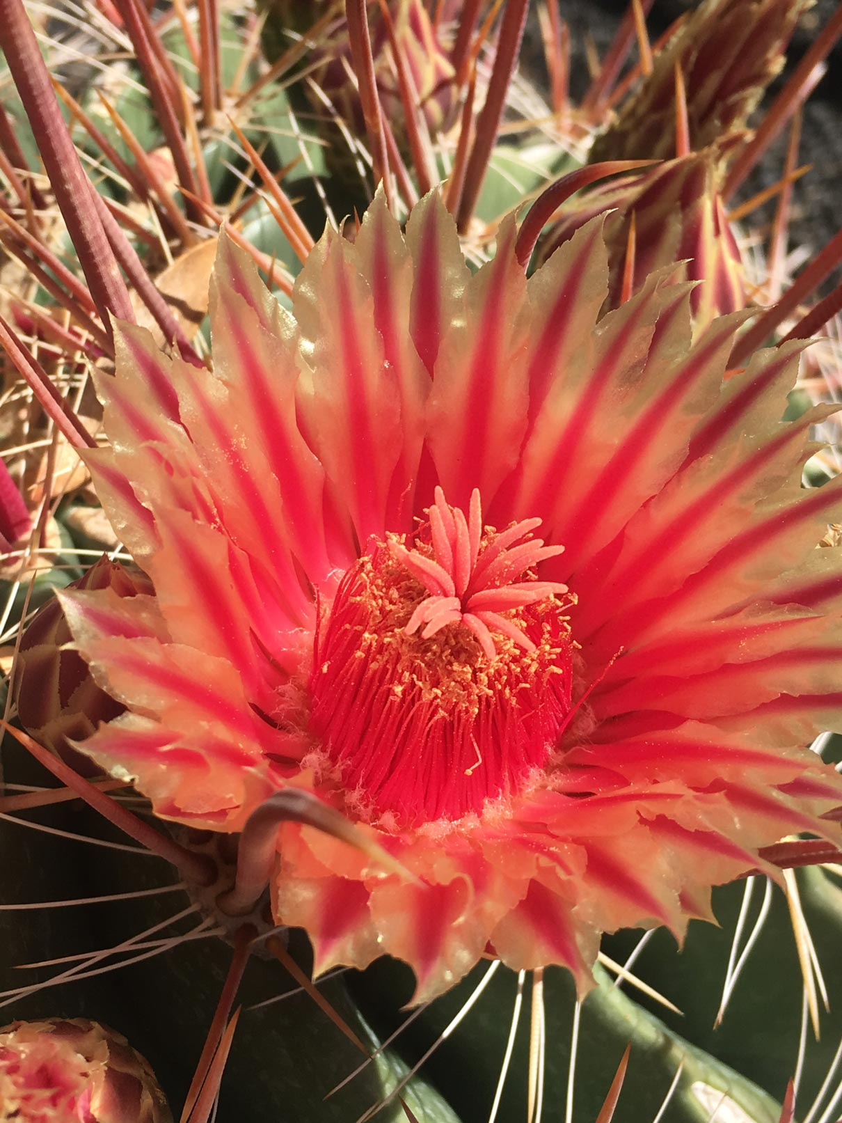 A close-up of a coral Fish Hook Cactus flower.