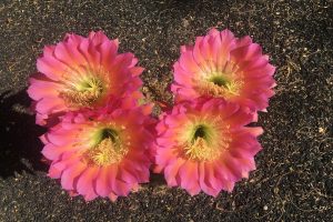 Four bright pink Torch Cactus blossoms.