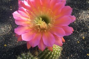 A bright pink flower blooms, dwarfing the small Torch Cactus it blooms on.