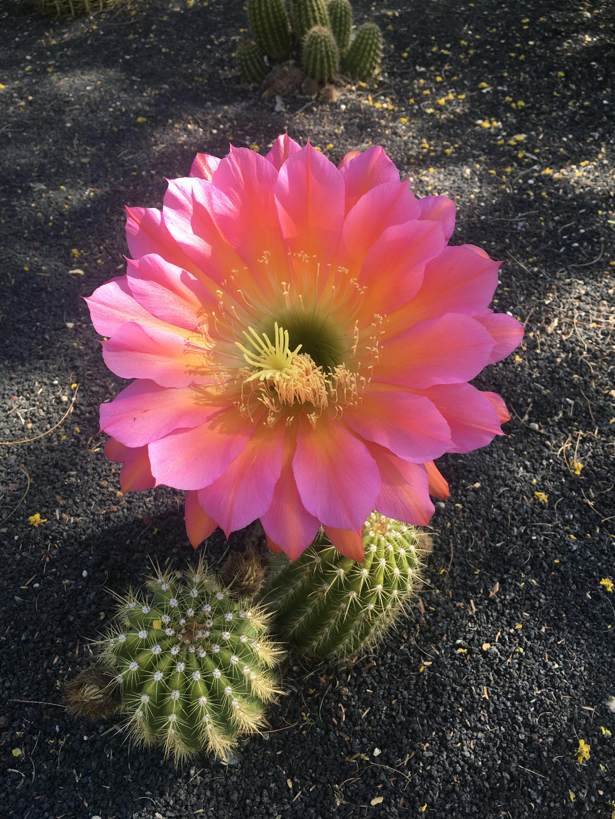 A bright pink flower blooms, dwarfing the small Torch Cactus it blooms on.