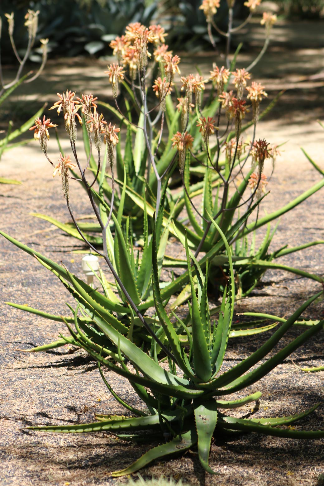 A Nubian Aloe blooms coral flowers.