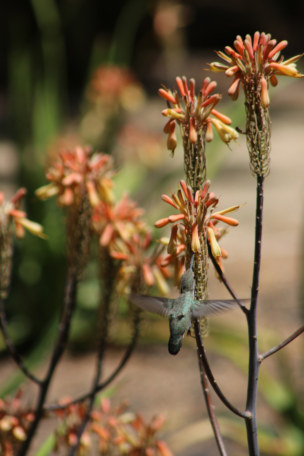 A hummingbird feeds at the coral flowers of the Nubian Aloe.
