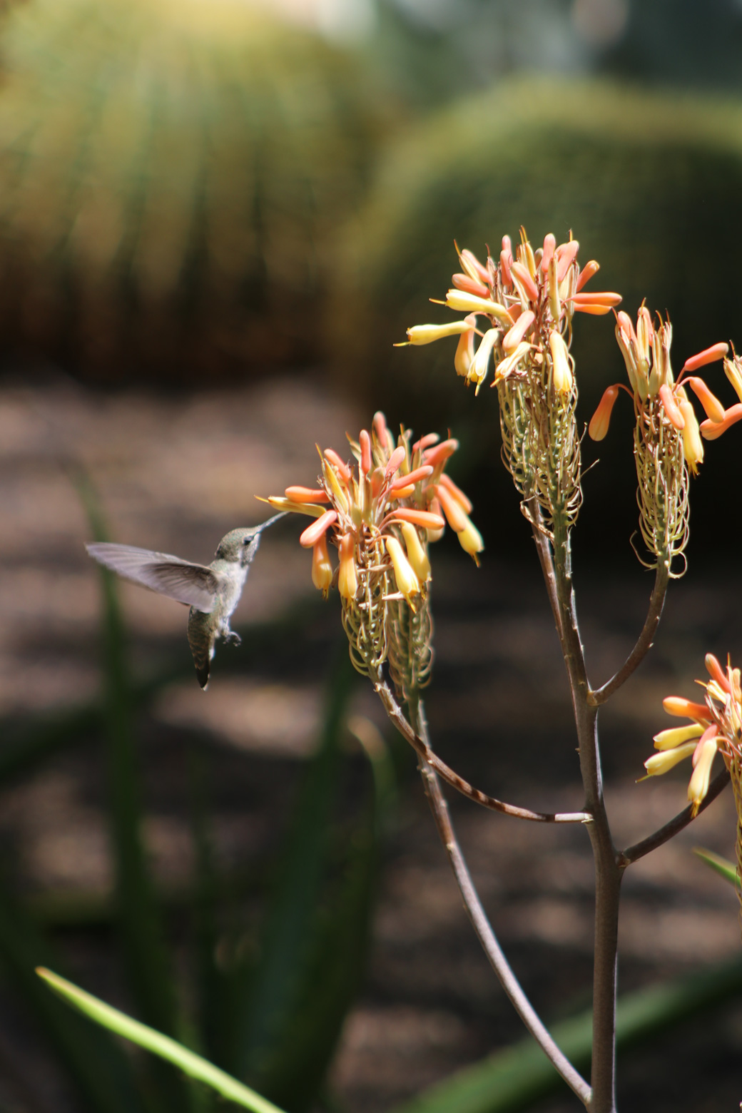 A hummingbird feeds at the coral flowers of the Nubian Aloe.