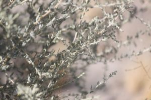 The gray branches of the Desert Salt Bush.