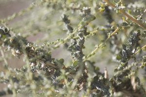A close-up of the leaves of the Desert Salt Bush.