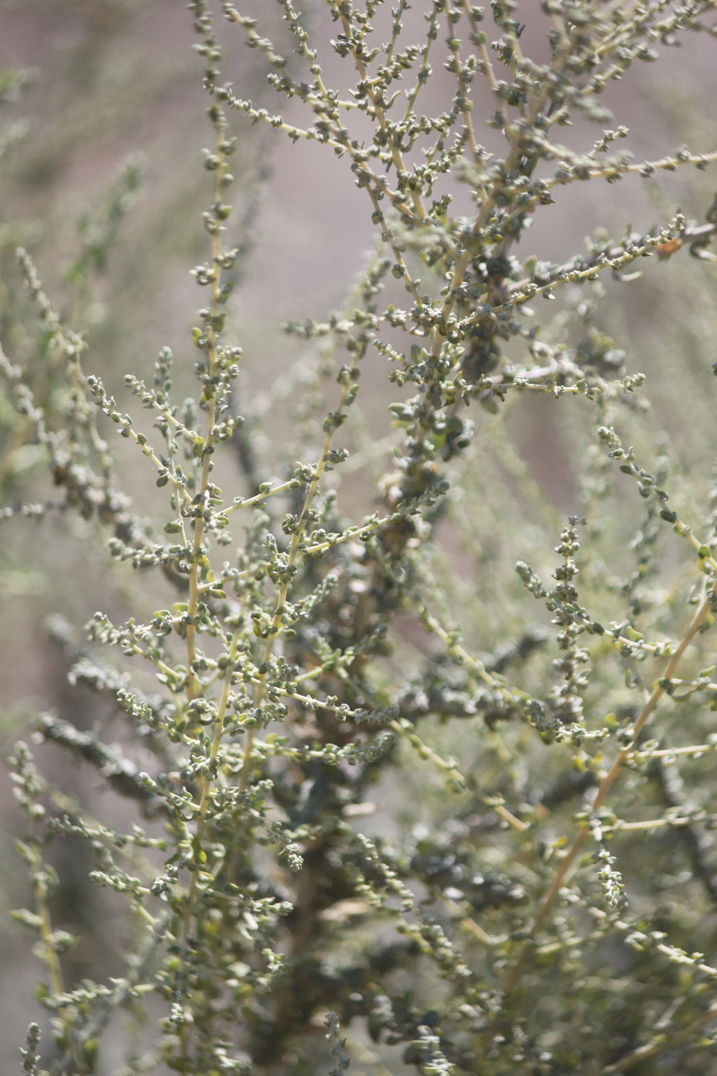 The gray branches of the Desert Salt Bush.