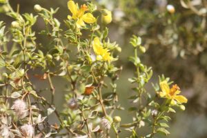 A close-up of the yellow flowers of the Creosote.