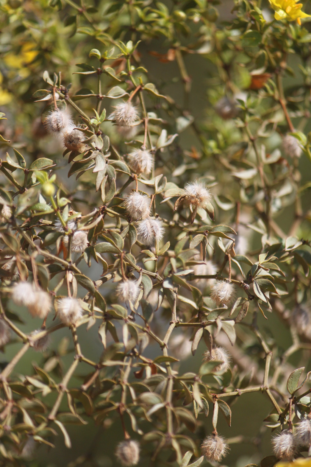 A close-up of the leaves of a Creosote bush.
