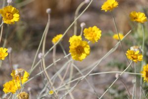 A close-up of Desert Marigold flowers.