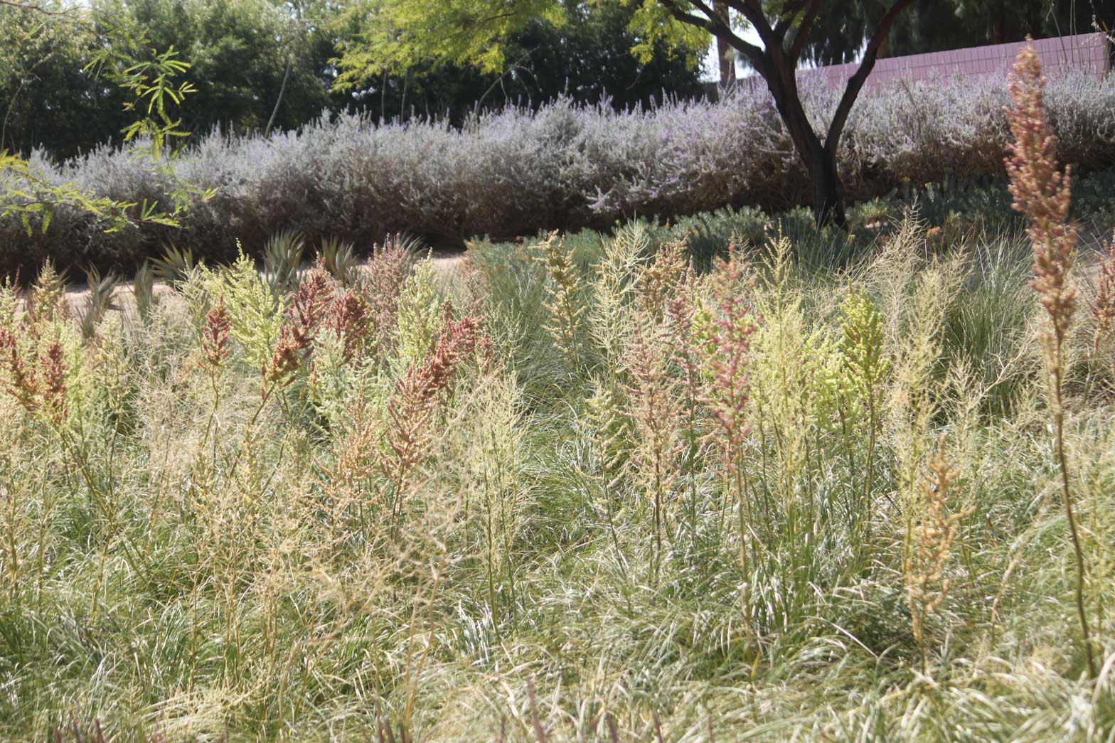 A group Texas Bear Grasses blooming.