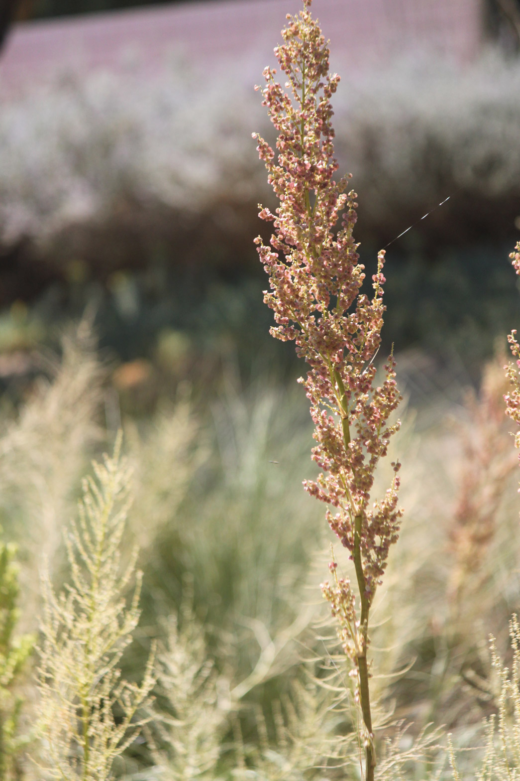 A close-up of the mauve seedpods of Texas Bear Grass