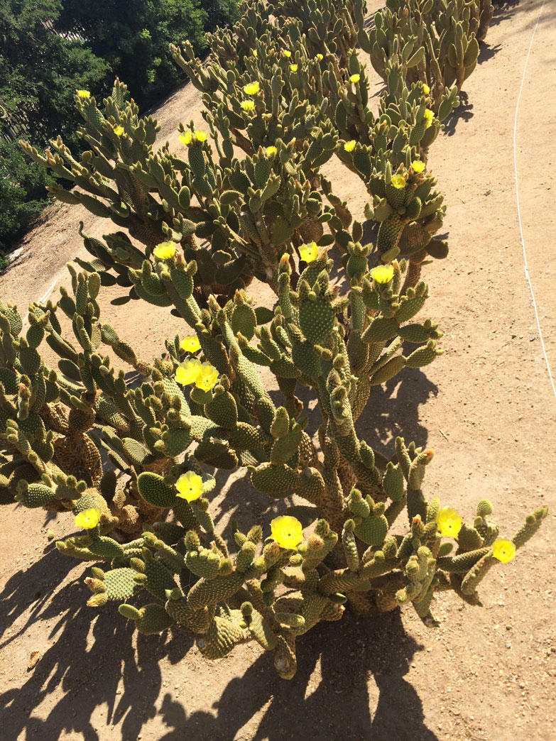 A Bunny Ear cactus with multiple yellow flowers blooming.