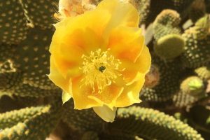 A close-up of the yellow flower of a Bunny Ear cactus.