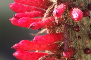 A close-up of the bright red flowers of the Silver Torch cactus.